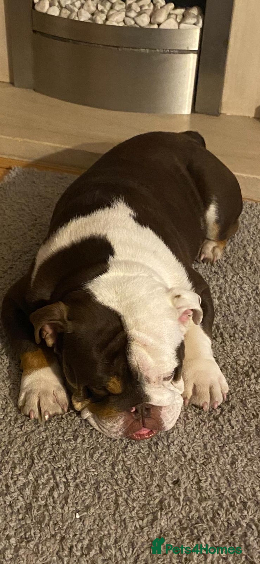 English Bulldog dogs for sale: English bulldog KC registered 16 months old - Advert 3