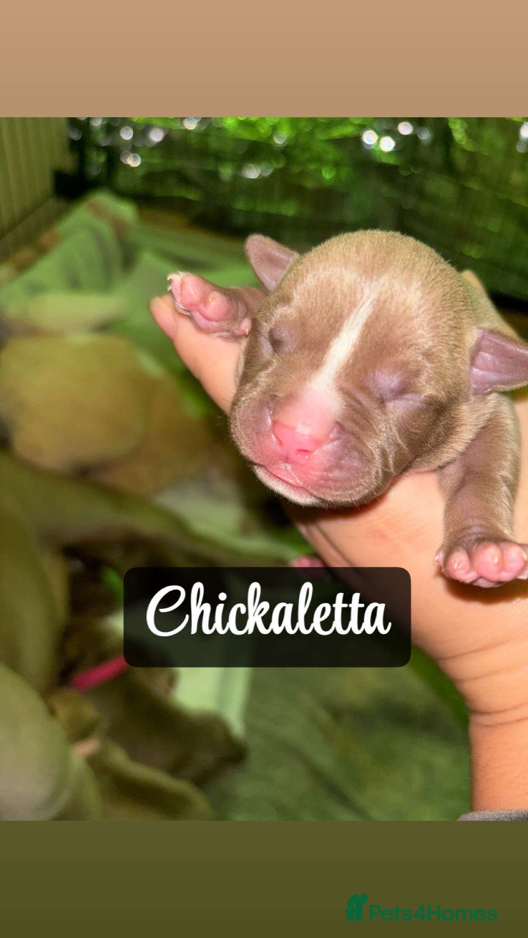 American Bully dogs for sale: Pocket bully puppy’s  - Image 6