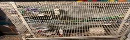 Rat rodents for sale: 4 beautiful girl rats - Advert 2