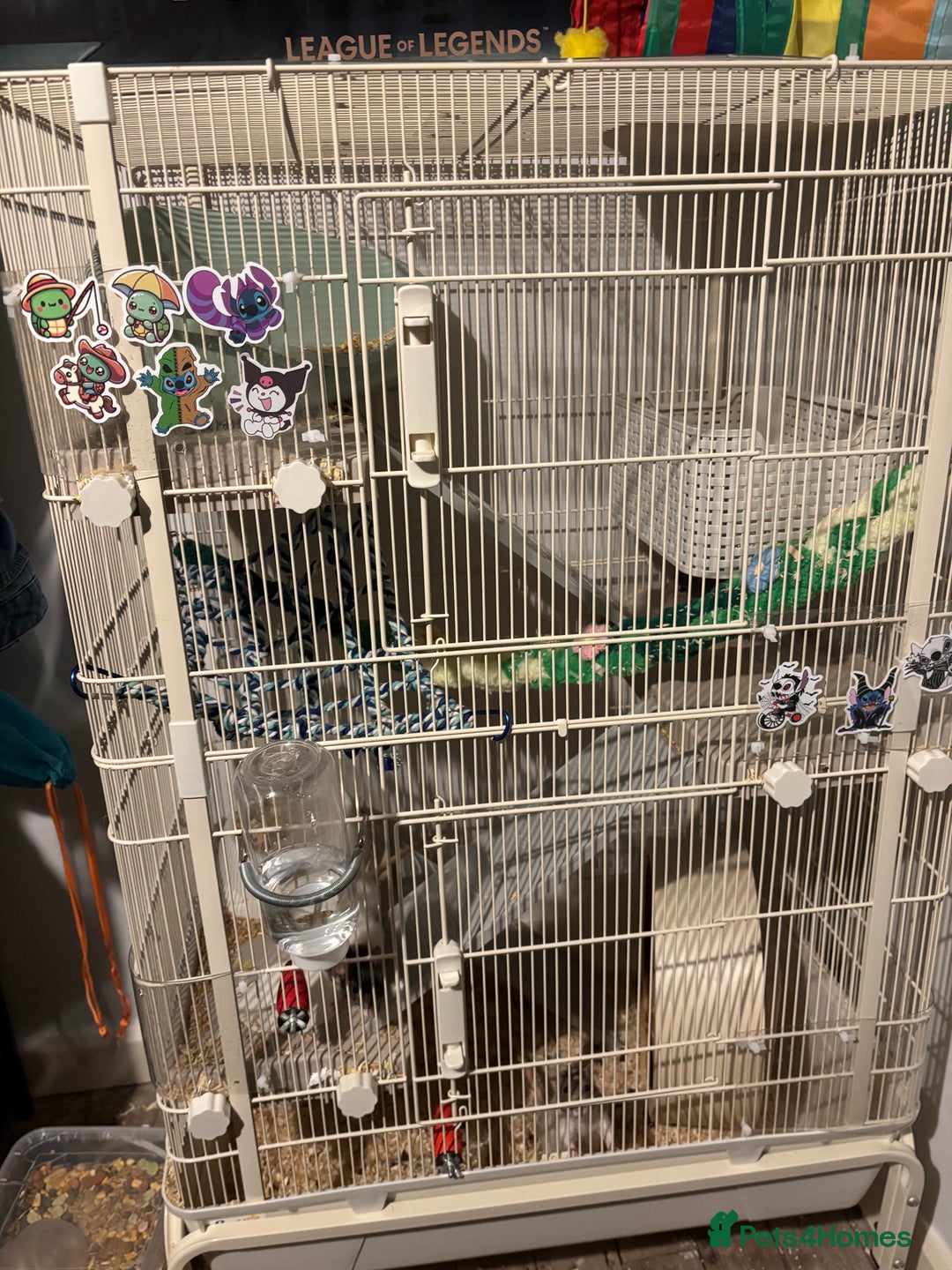 Rat rodents for sale: 4 beautiful girl rats - Advert 2