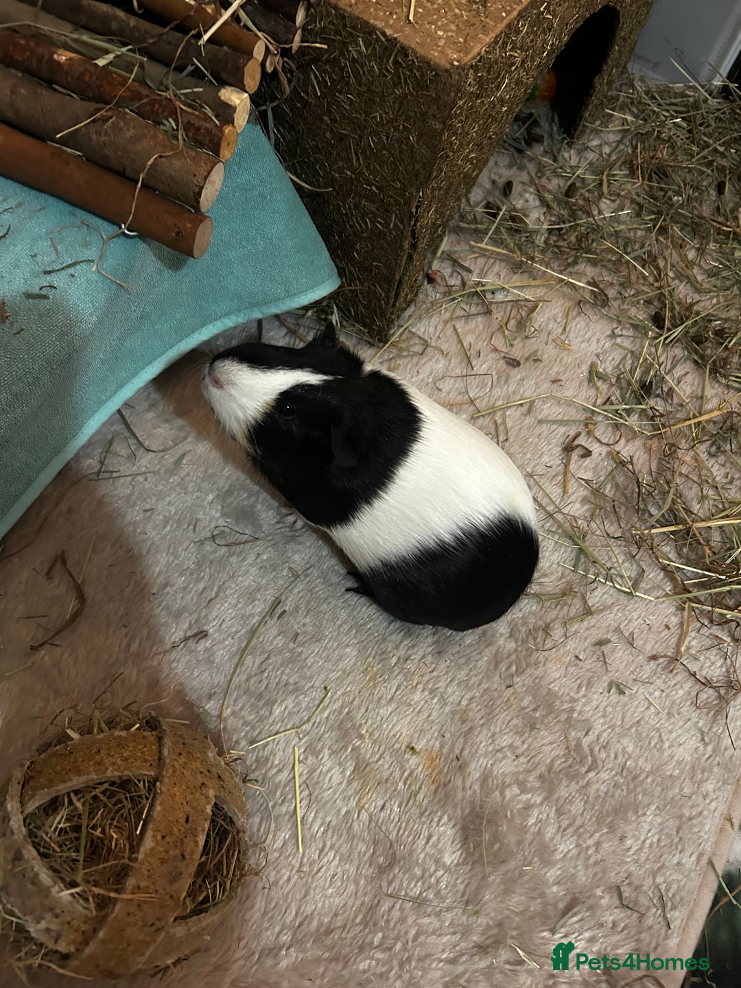 Guinea Pig rodents for sale: Two females for sale - Advert 5
