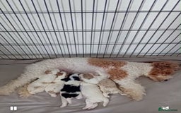 Cavapoo dogs for sale: 2 beautiful females needing a forever home ASAP!!! - Image 12
