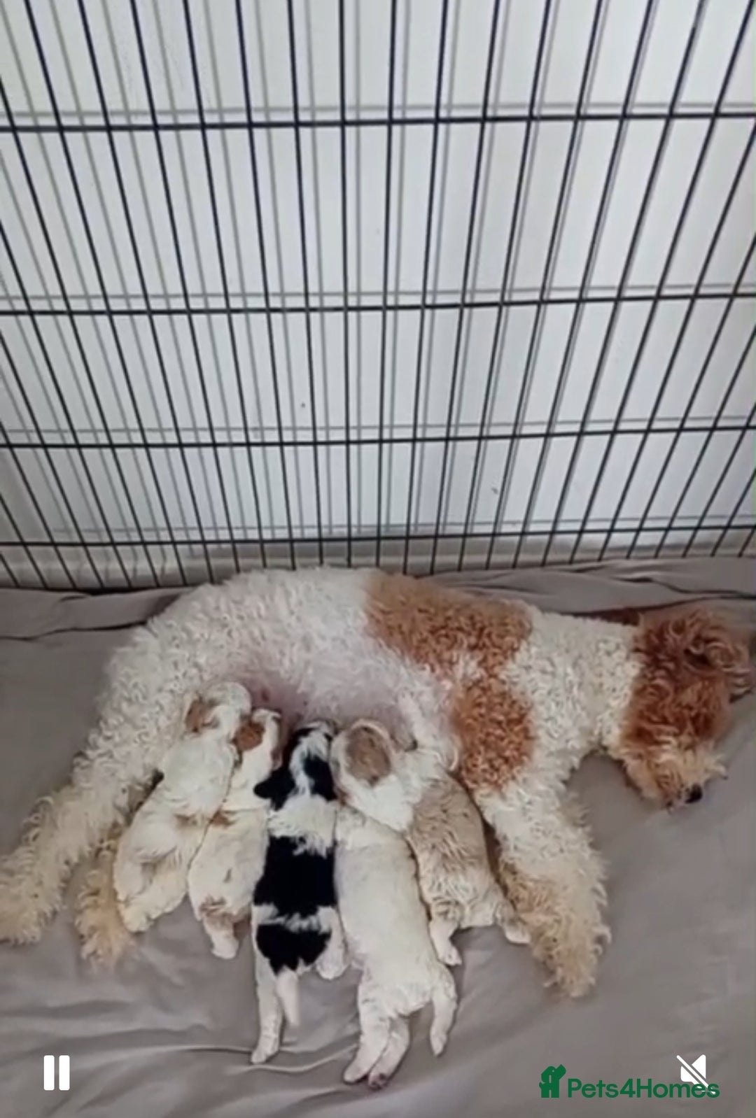 Cavapoo dogs for sale: 2 beautiful females needing a forever home ASAP!!! - Image 12