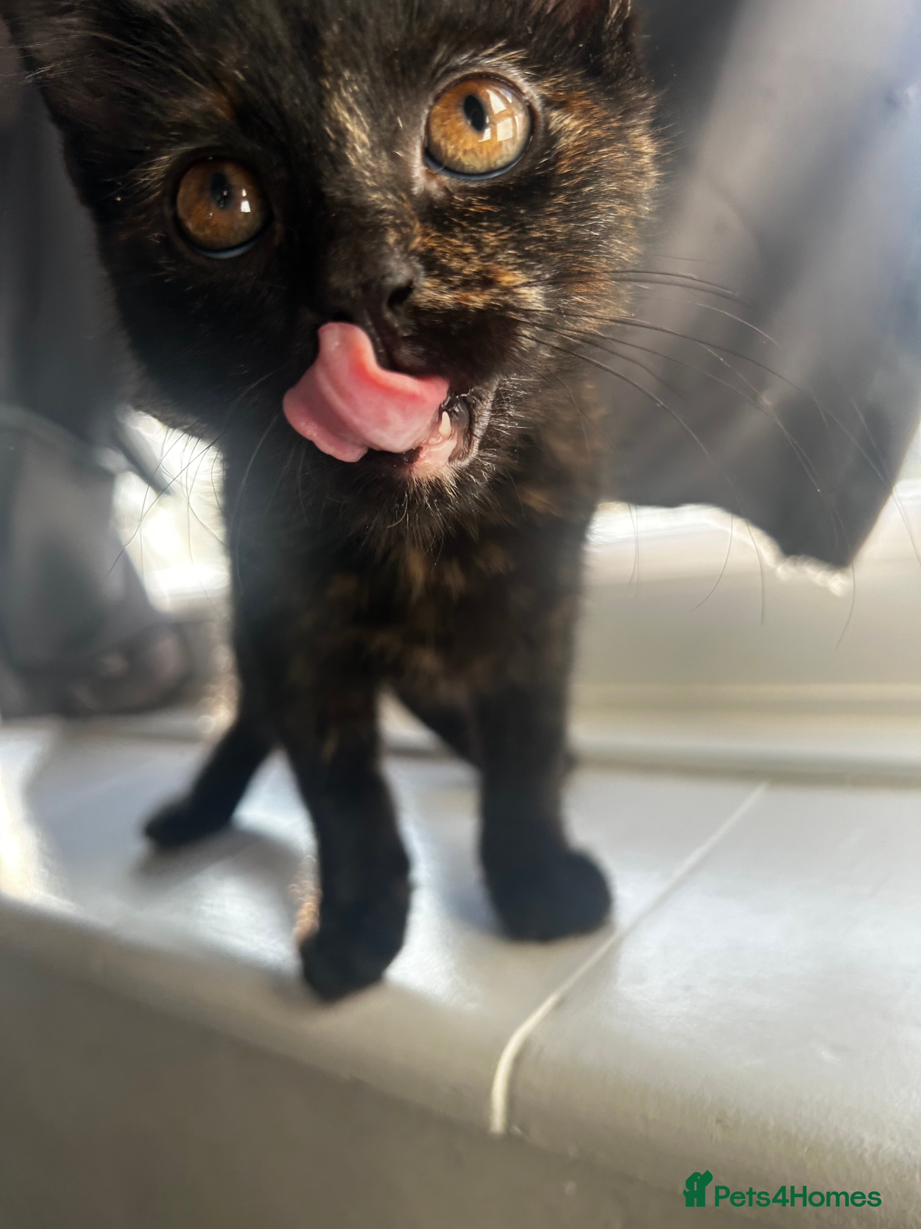 Siberian cats Siberian x Chartreux - Advert 4