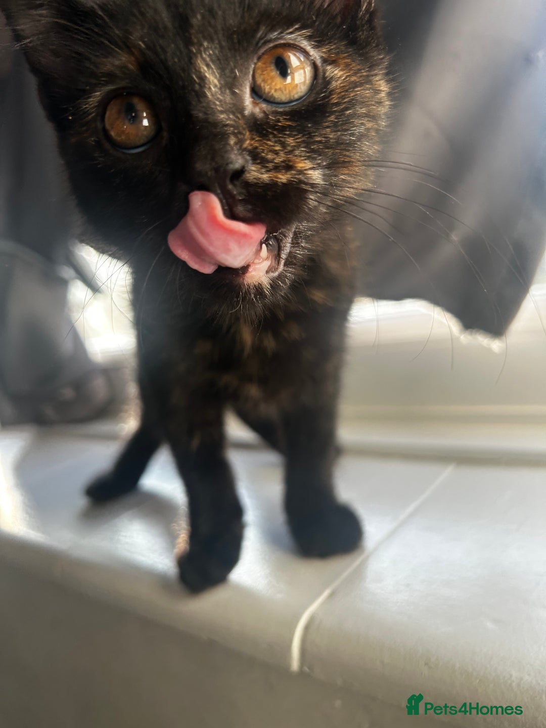 Siberian cats for sale: Siberian x Chartreux - Advert 1