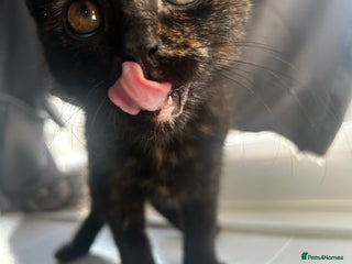 Siberian cats Siberian x Chartreux - Advert 1