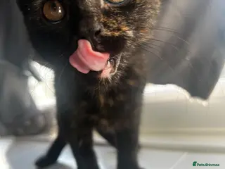 Siberian cats Siberian x Chartreux - Advert 11