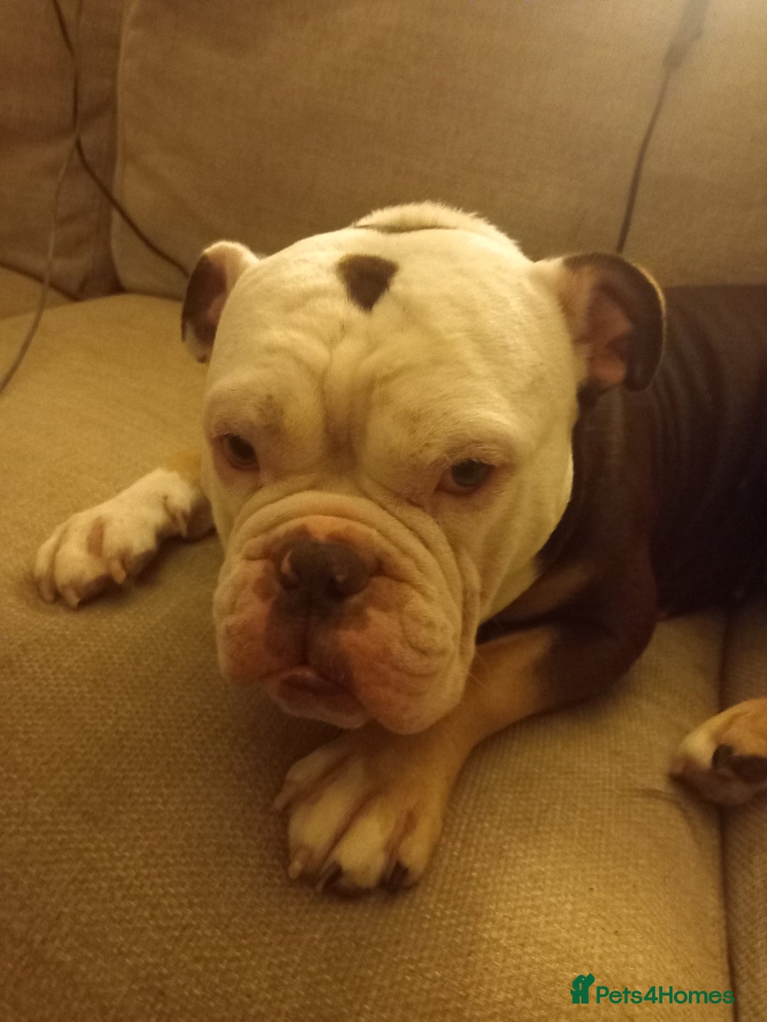 English Bulldog dogs for stud: Pedigree English bulldog for stud - Image 2