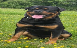 Rottweiler dogs for sale:  Beautiful Rottweiler puppies  - Image 6