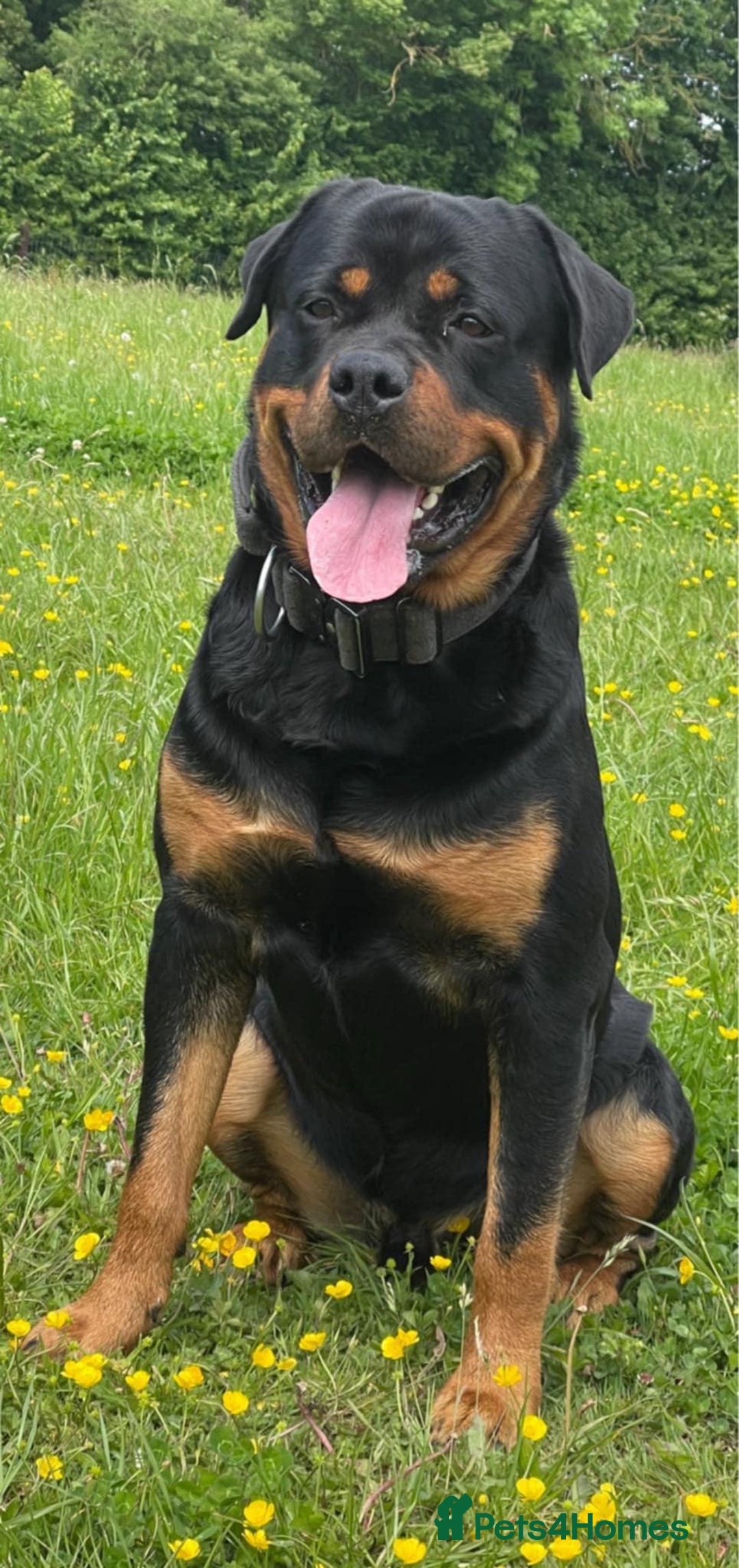 Rottweiler dogs for sale:  Beautiful Rottweiler puppies  - Image 6