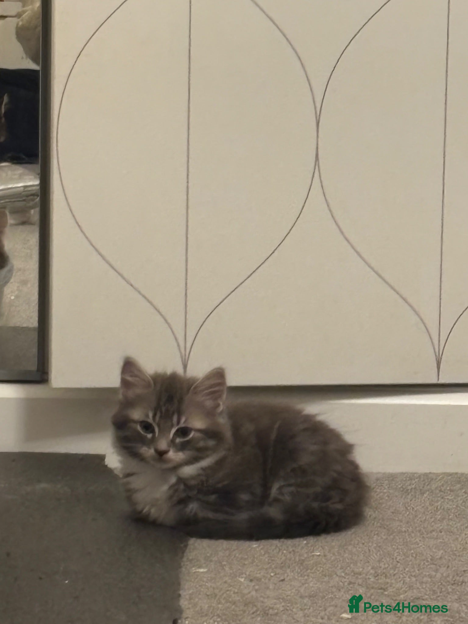 British Longhair cats 1 Fluffy kitten - Advert 7
