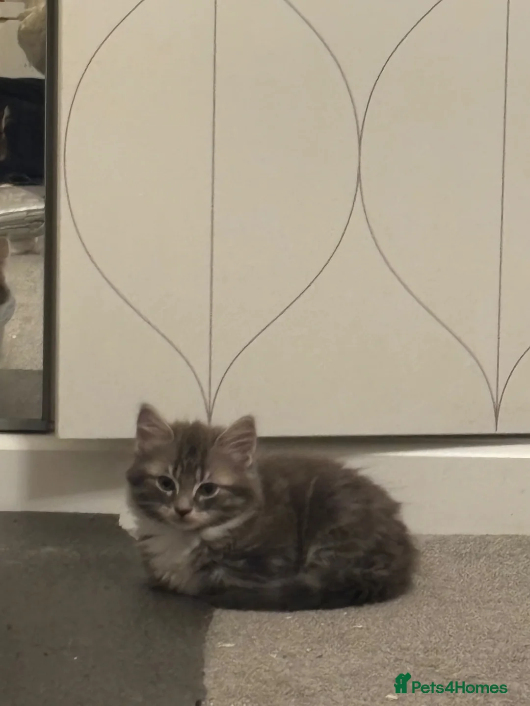 British Longhair cats for sale: 1 Fluffy kitten - Advert 1