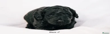 Blaze