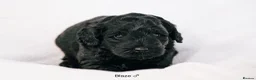 Labradoodle dogs for sale: Multi Gen Mini Labradoodle Puppies in Peebles - Advert 9