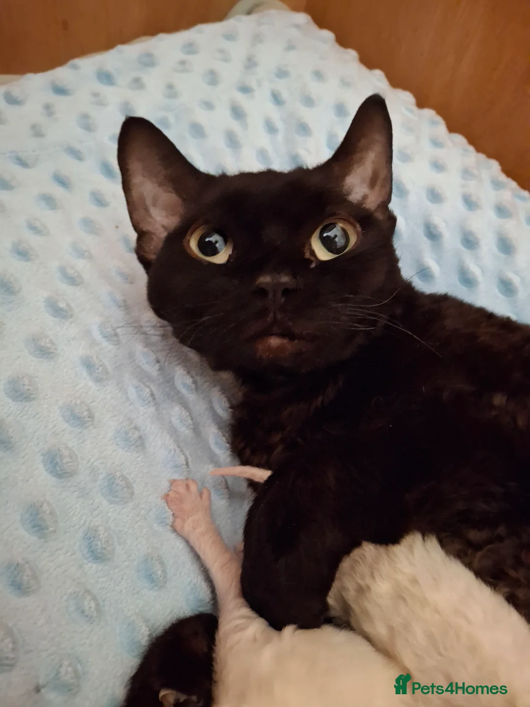 Devon Rex cats for sale: Gorgeous girls Devon FIFE registered - Advert 6