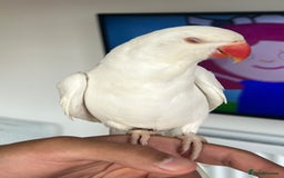 Ringnecks birds for sale: Ring neck Indian parrot  - Image 5