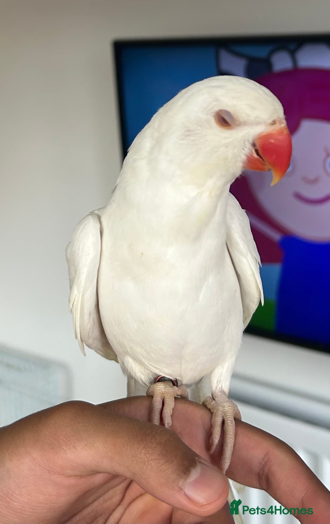 Ringnecks birds for sale: Ring neck Indian parrot  - Image 5