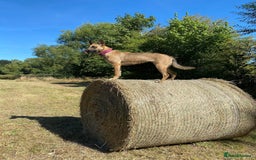 Mixed Breed dogs for sale: Gorgeous Mali x Whippet - Image 5