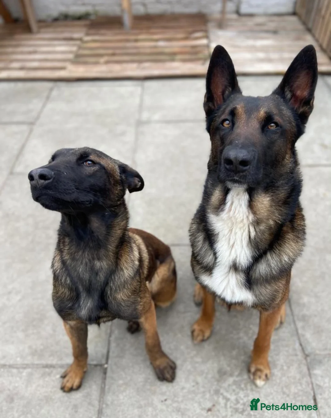 Mixed Breed dogs for sale: Belgian mal/working cocker spaniel  - Advert 22