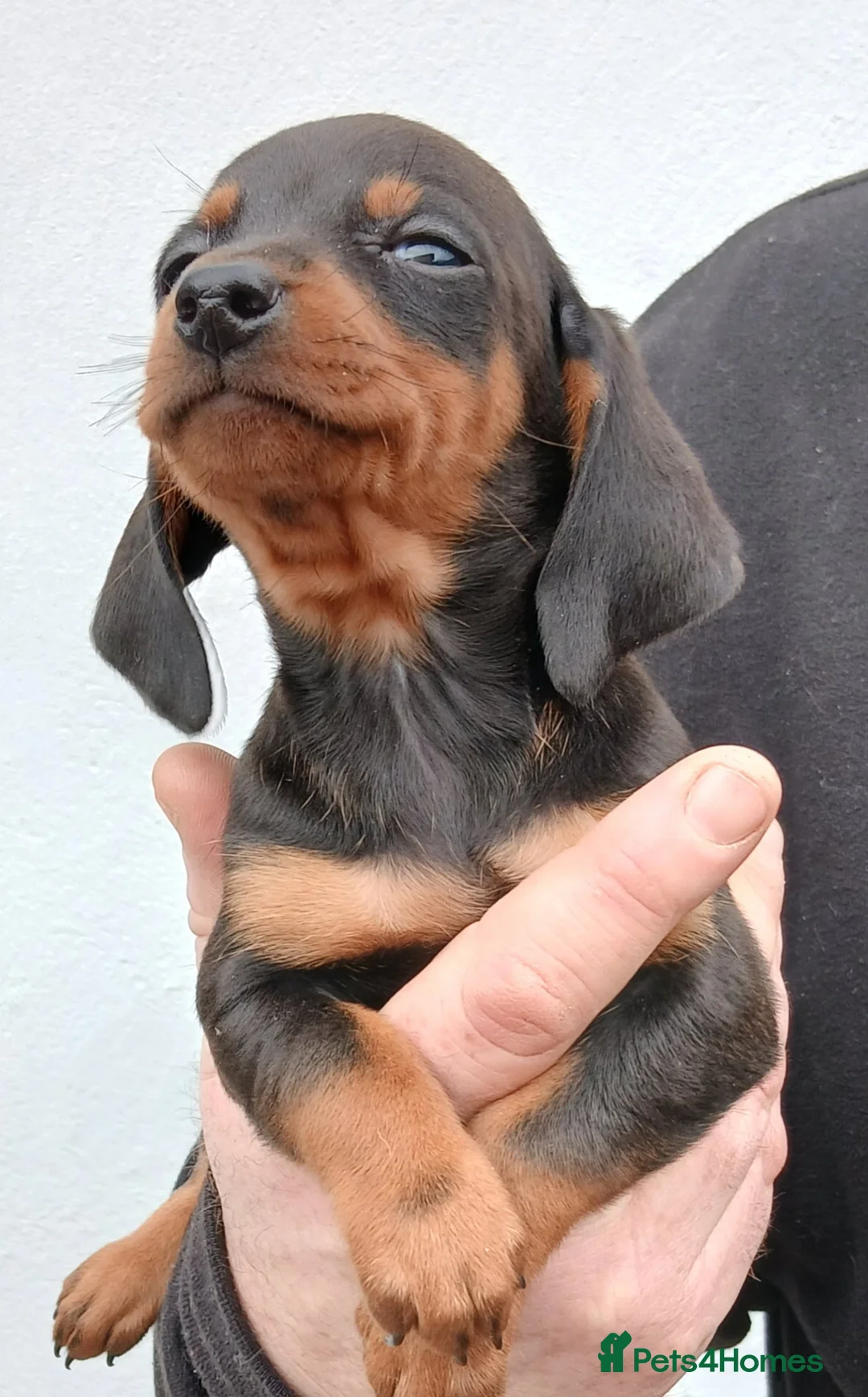 Dachshund dogs for sale: Ready to leave Beautiful dachshund puppies  - Advert 1