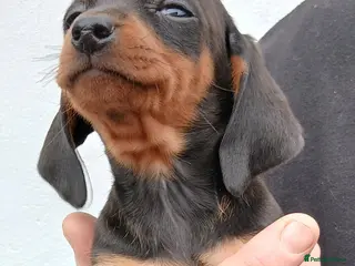 Dachshund dogs Ready to leave Beautiful dachshund puppies - Advert 5