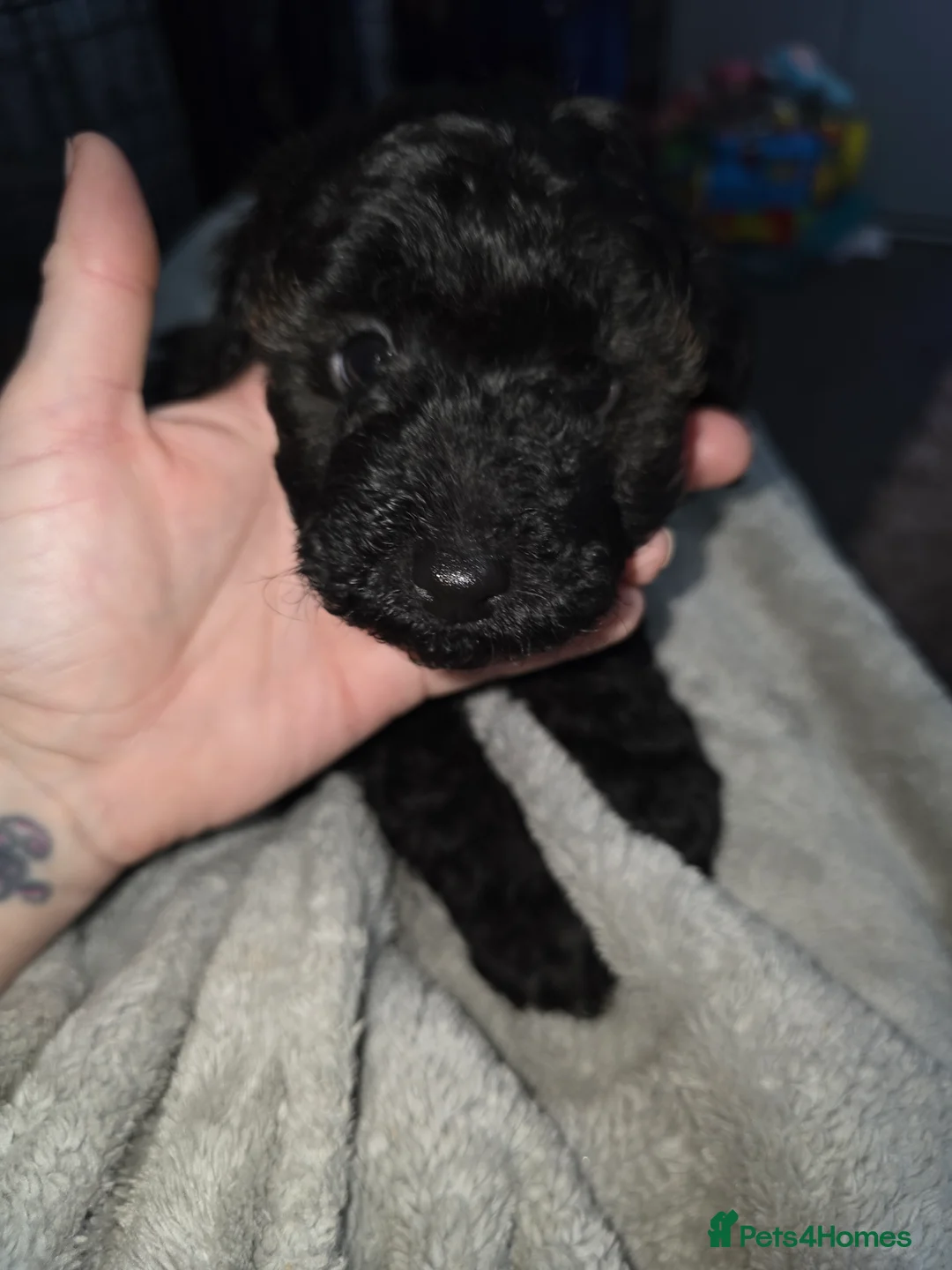 Poochon dogs for sale: Poochon puppies - Advert 13