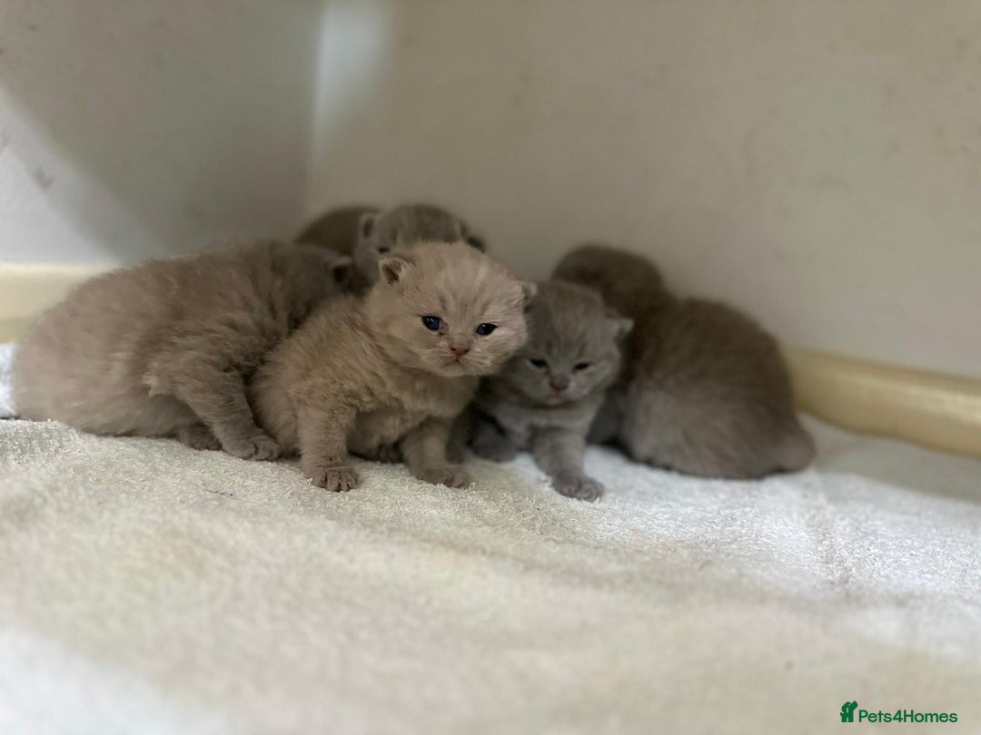 British Shorthair cats for sale: British shortHair - Advert 8