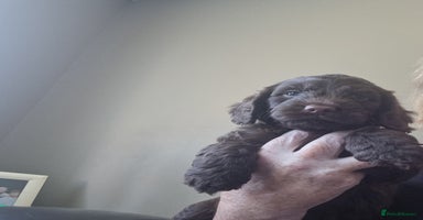 Sproodle dogs in Kidderminster - Advert 6