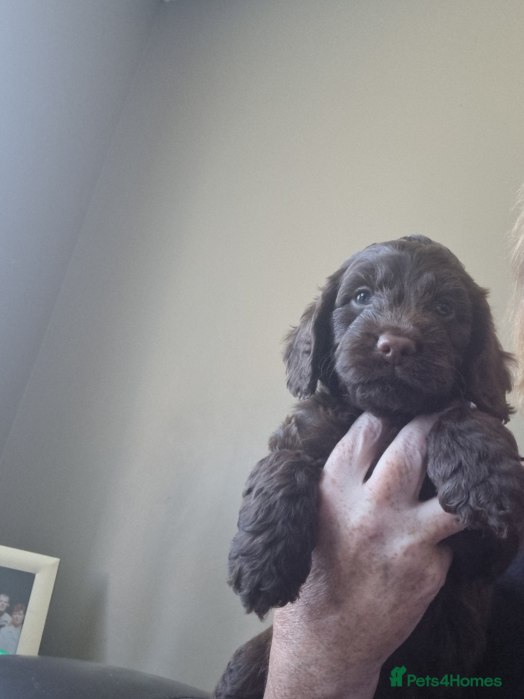 Sproodle dogs for sale: 1 beautiful female sproodle pra clear  in Kidderminster - Image 2