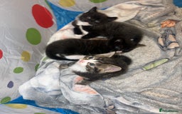 Domestic Shorthair cats for sale: 3 male kittens for sale 🩷 - Image 8