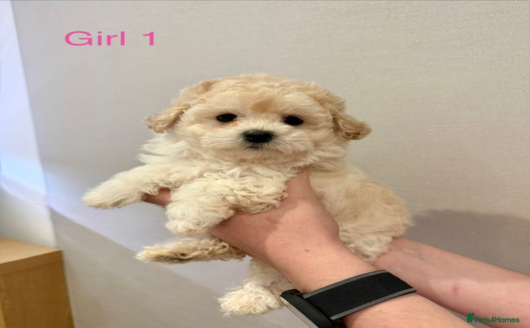 Maltipoo dogs - Advert 4