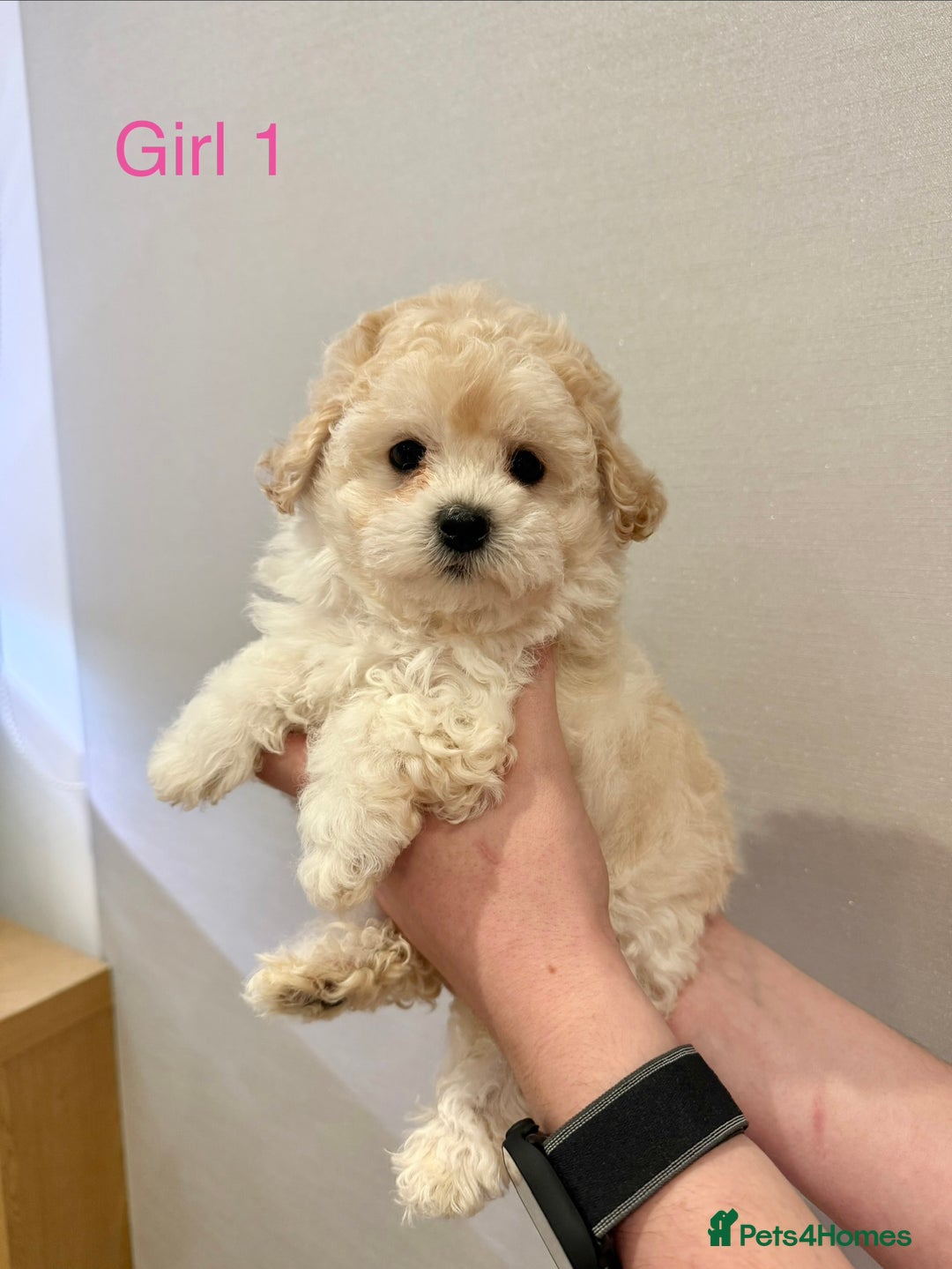 Maltipoo dogs for sale: Maltipoo puppies 🩷 - Image 1