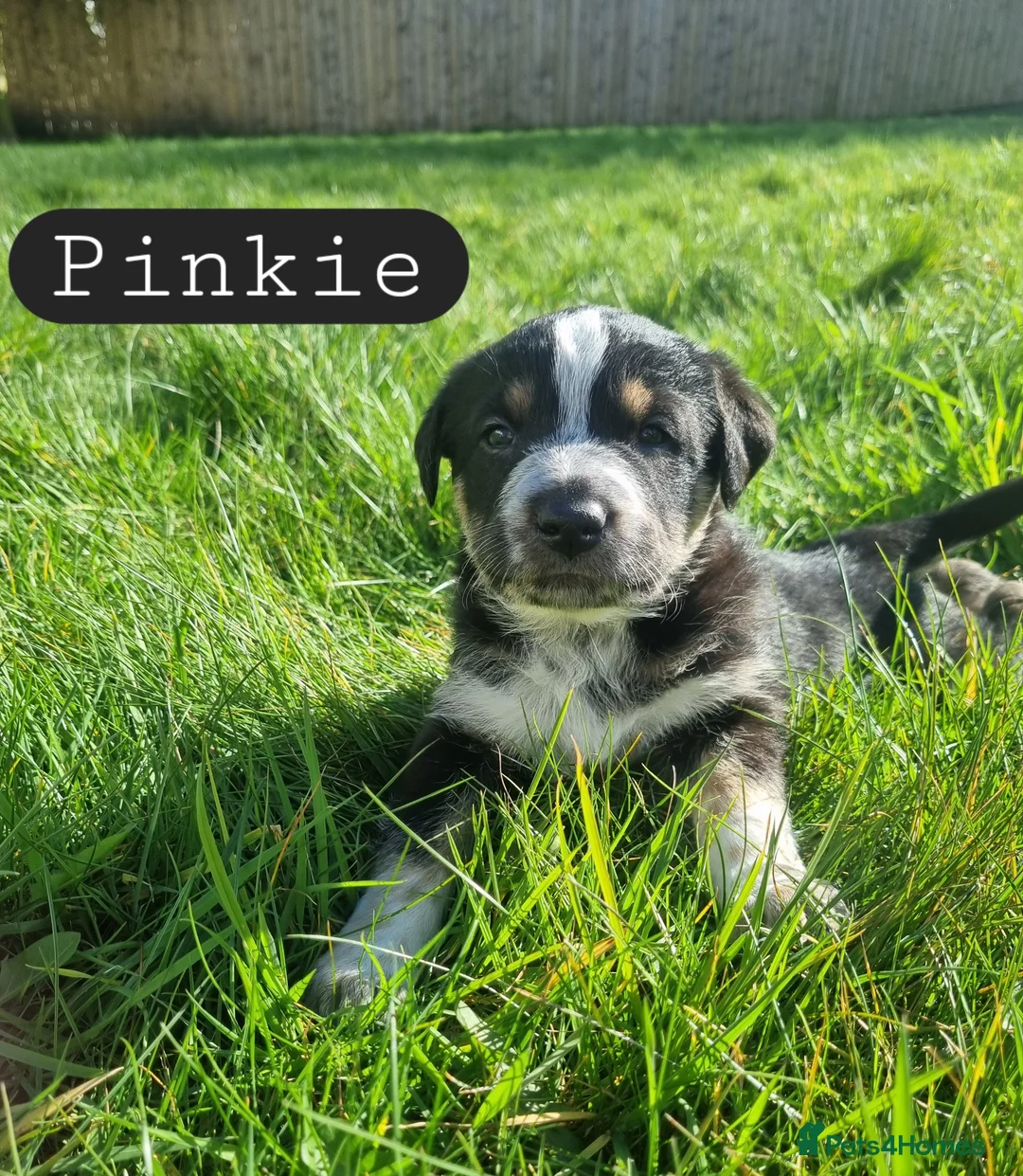 Mixed Breed dogs for sale: Kangal Mix Puppies - Advert 14