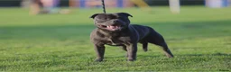 Staffordshire Bull Terrier dogs for sale: Kc blue staffordshire bullterrier puppies - Advert 39