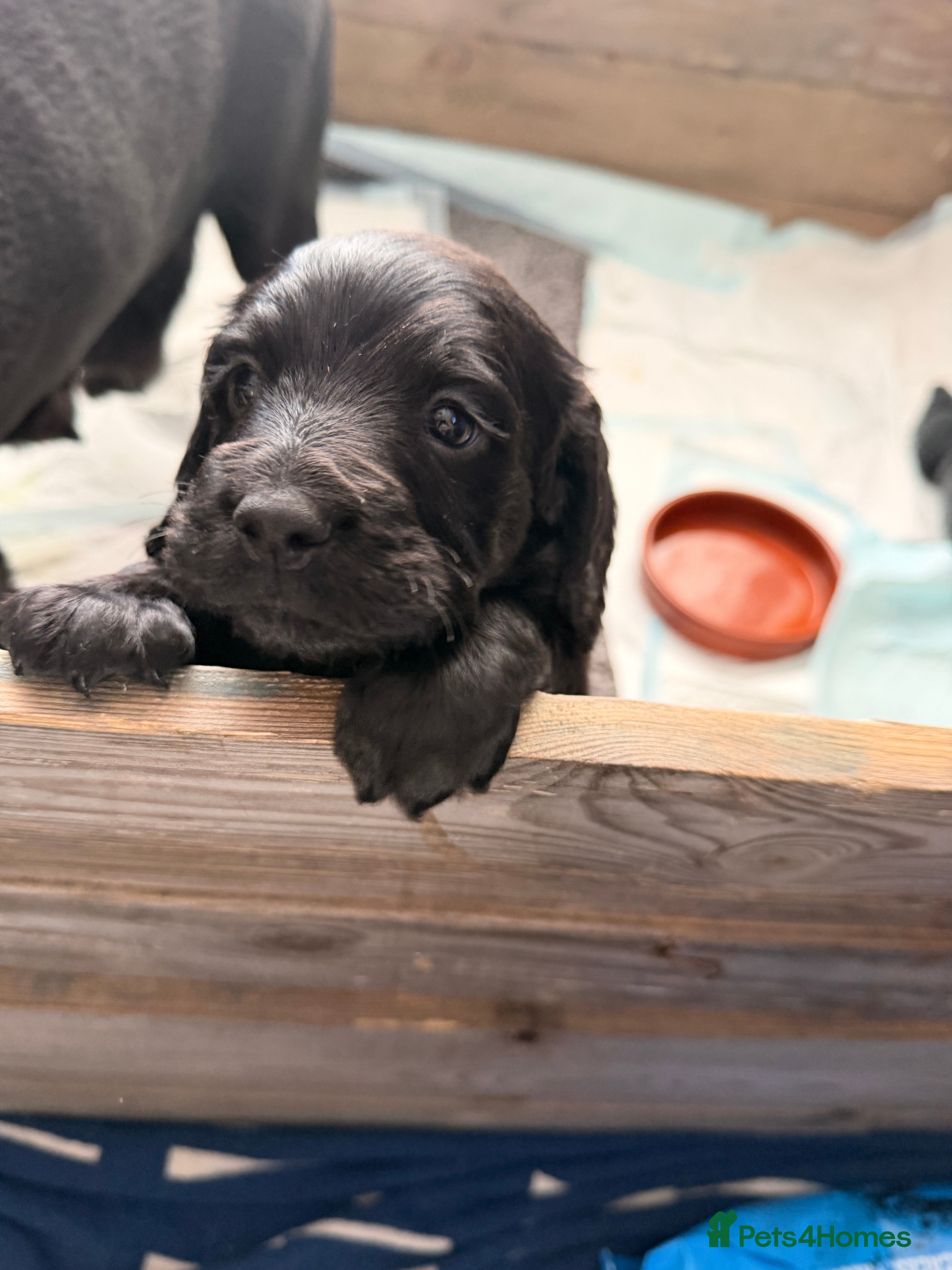 Sprocker dogs Beautiful sprocker puppies for sale. - Advert 3