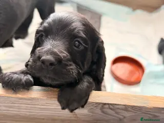 Sprocker dogs Beautiful sprocker puppies for sale. - Advert 3