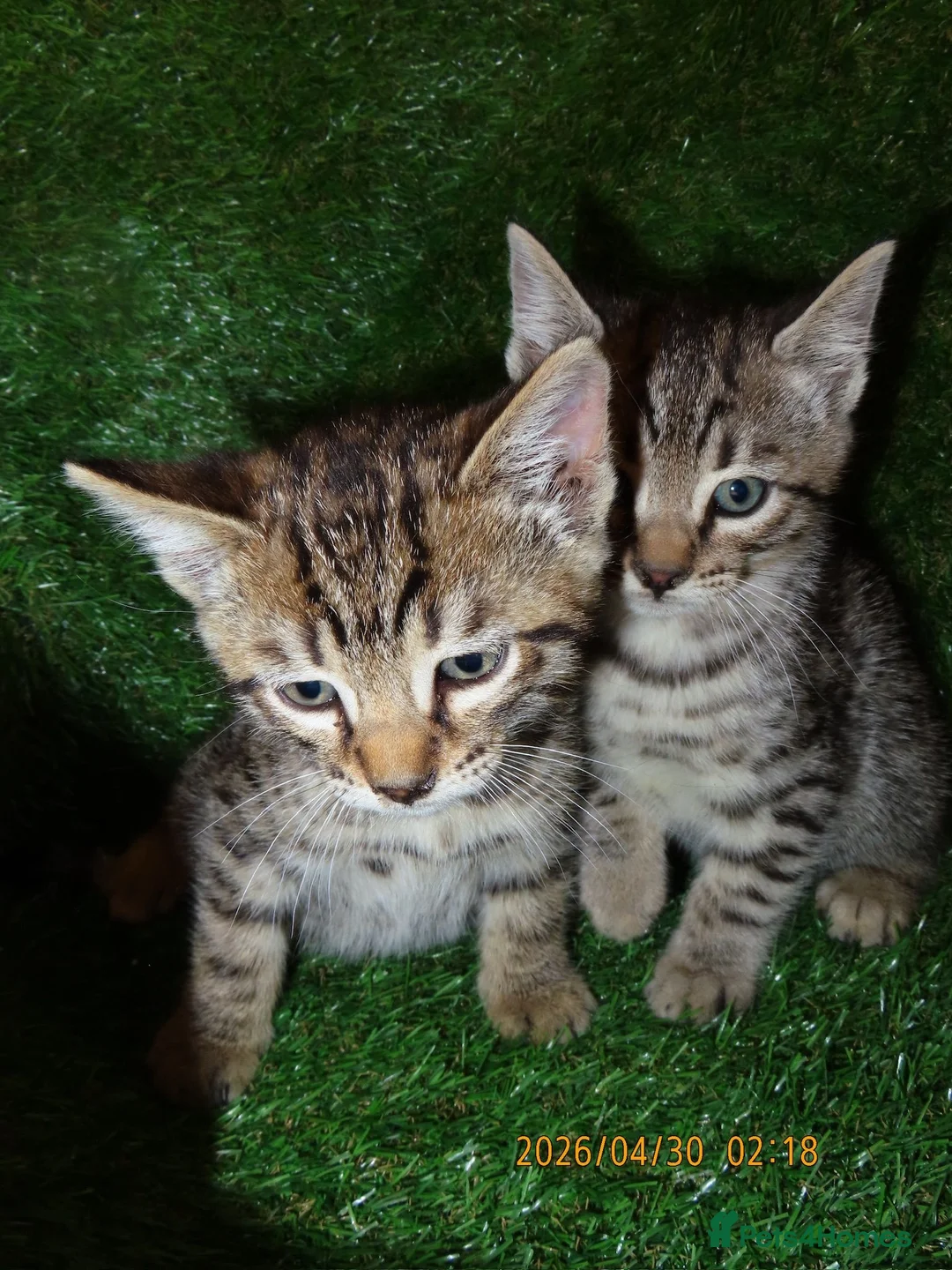 Bengal cats for sale: 4 beautiful Bengal Kittens - Advert 2