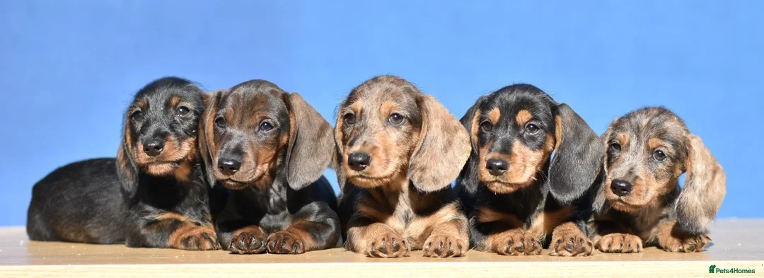 Dachshund dogs for stud: Piebald colored Dachshund for stud! in Preston - Advert 13