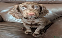 Cocker Spaniel dogs for sale: 3 Girls Looking For Loving Homes - Image 11