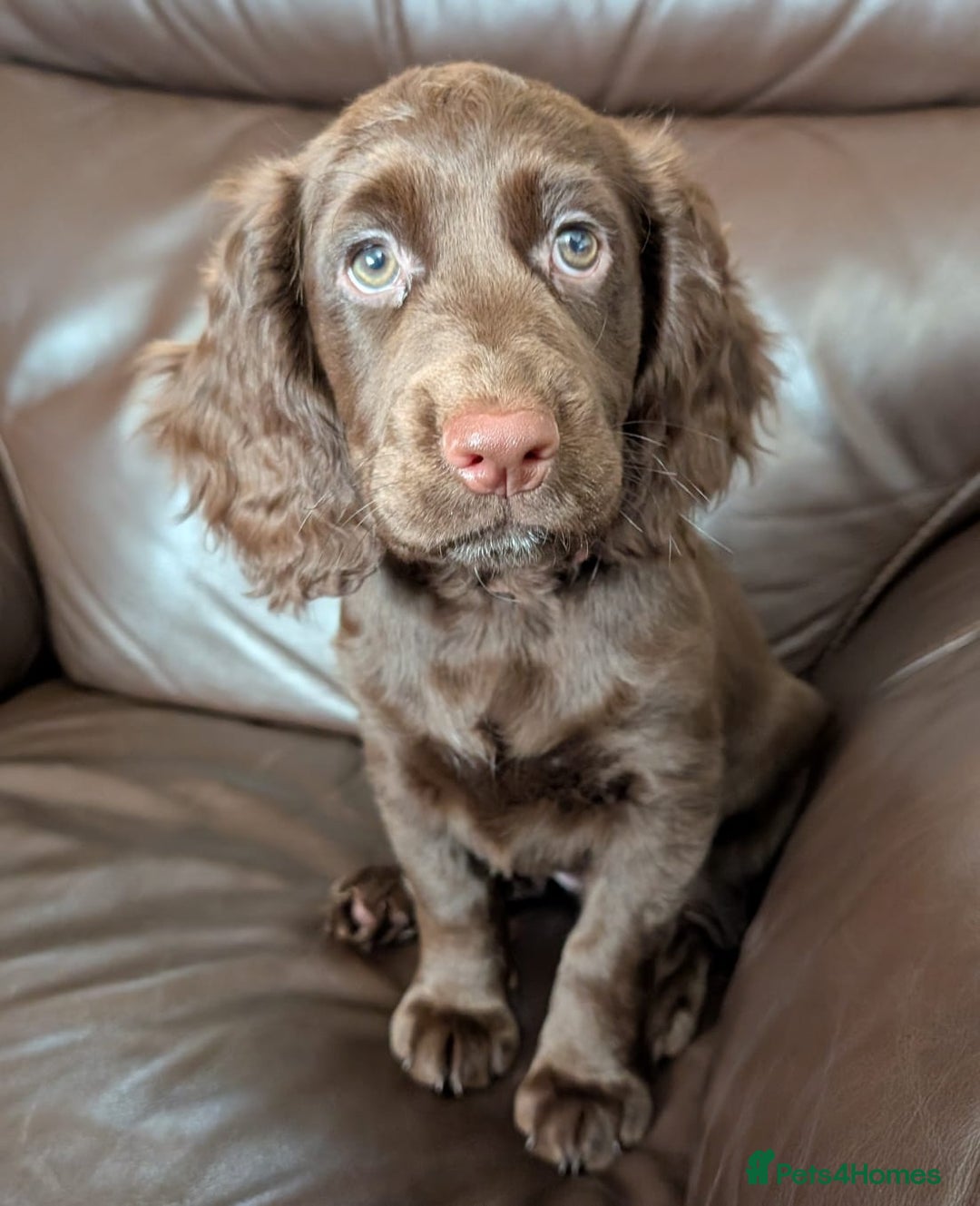 Cocker Spaniel dogs for sale: 3 Girls Looking For Loving Homes - Image 11