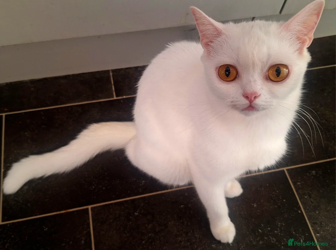 British Shorthair cats for sale: White Half British Shorthair Kittens - Advert 2