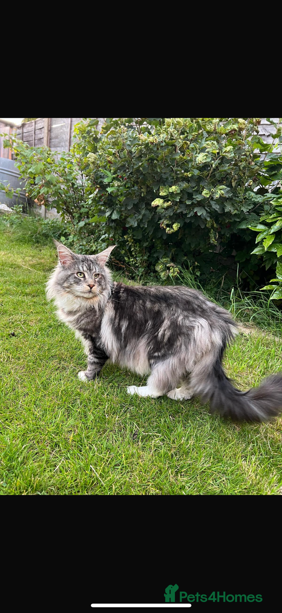 Maine Coon cats for sale: Maine coon kittens  - Advert 5