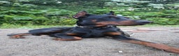 Dobermann dogs for sale: European Male Doberman imported from - Advert 9