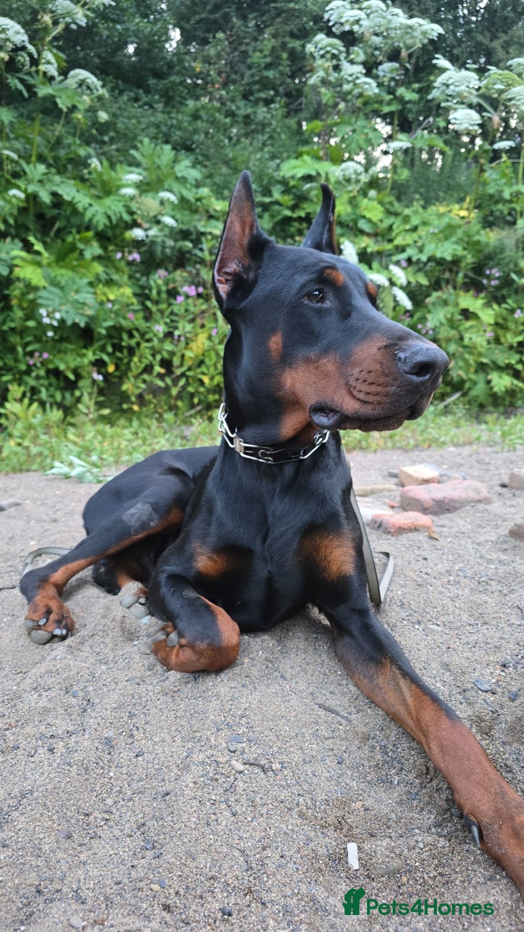 Dobermann dogs for sale: European Male Doberman imported from - Advert 9