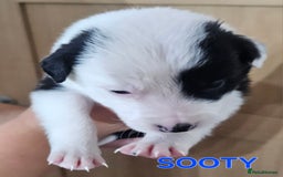 Border Collie dogs for sale: Border collie puppies for sale  - Image 7