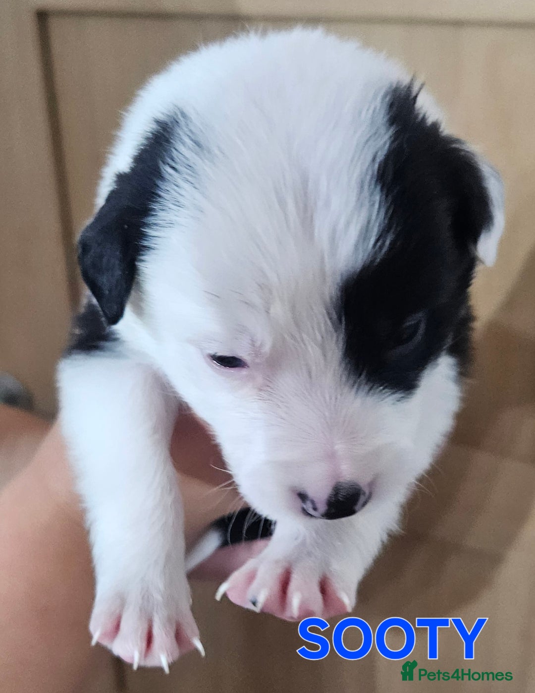 Border Collie dogs for sale: Border collie puppies for sale  - Image 7