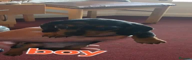 Dachshund 2