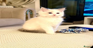 Ragdoll cats Beautiful Ragdoll Kittens – Stunning & Ready Soon - Advert 16