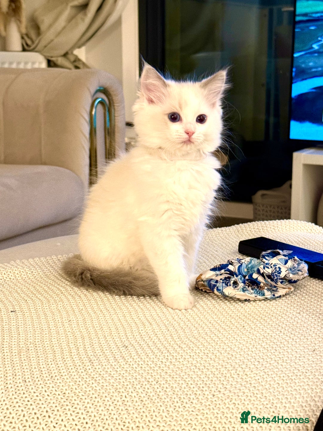 Ragdoll cats for sale: Beautiful Ragdoll Kittens – Stunning & Ready Soon - Advert 6