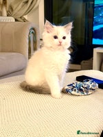 Ragdoll cats Beautiful Ragdoll Kittens – Stunning & Ready Soon - Advert 16